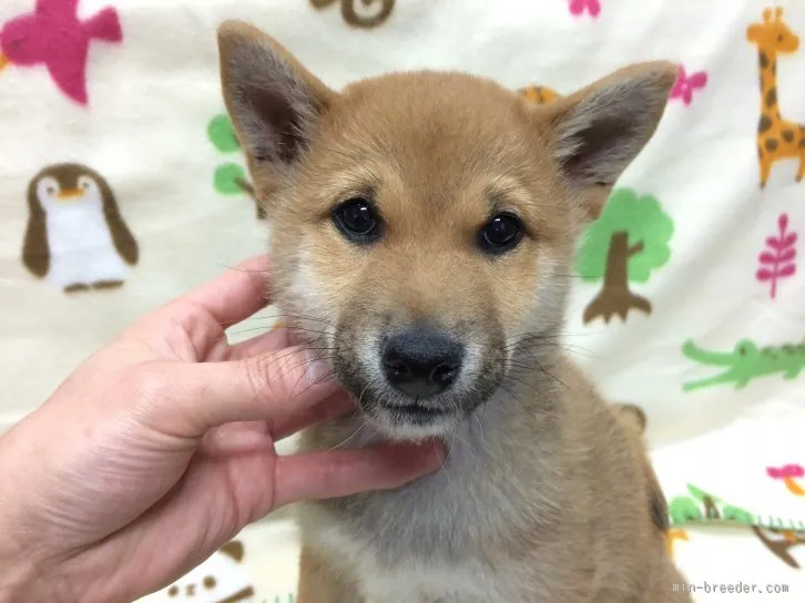 かちゅ 様のお迎えした子犬