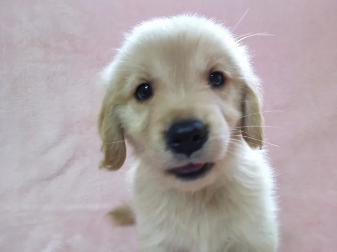 kuro 様のお迎えした子犬