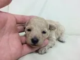 トイプードル(トイ)【北海道・女の子・2016年5月22日・アプリコット】の写真2