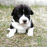 ウェルシュ・コーギー・カーディガン