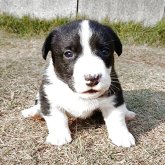 ウェルシュ・コーギー・カーディガン