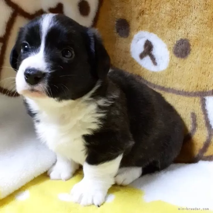 ID：2401-01015の子犬