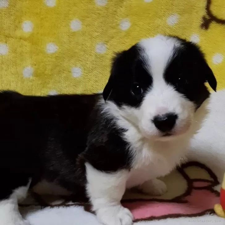 ID：2401-01017の子犬