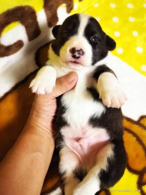 ID：2008-03686の子犬