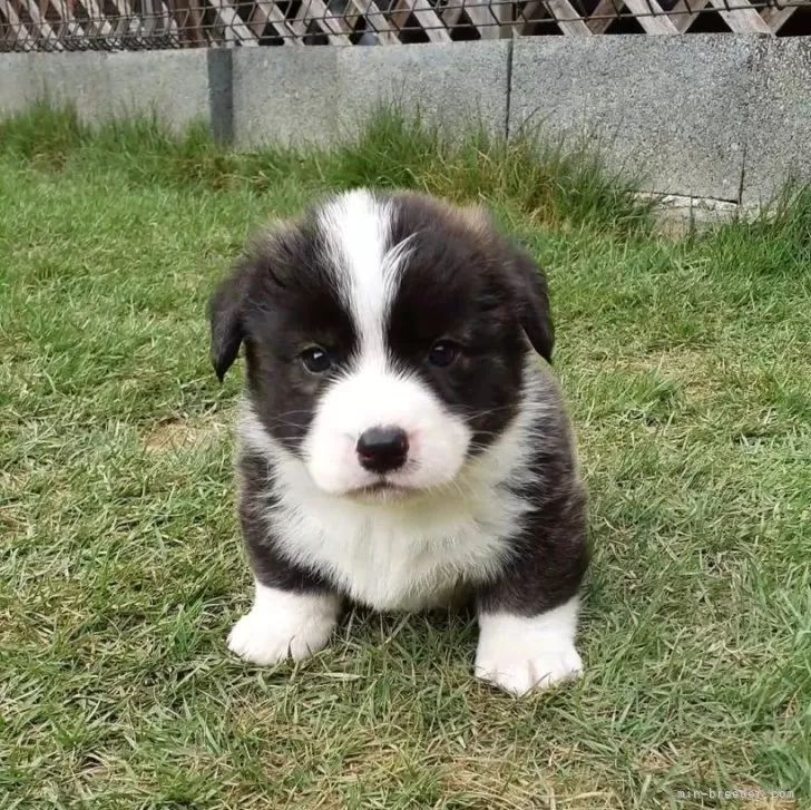 ID：2408-00623の子犬
