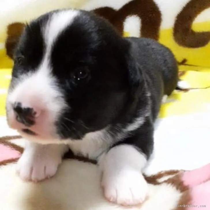 ID:2207-01337の子犬