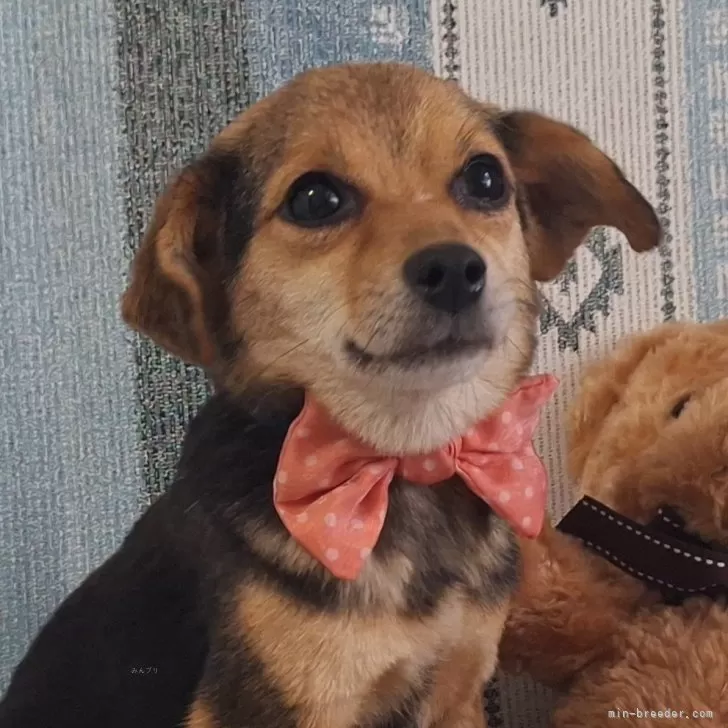ID:2502-03064の子犬