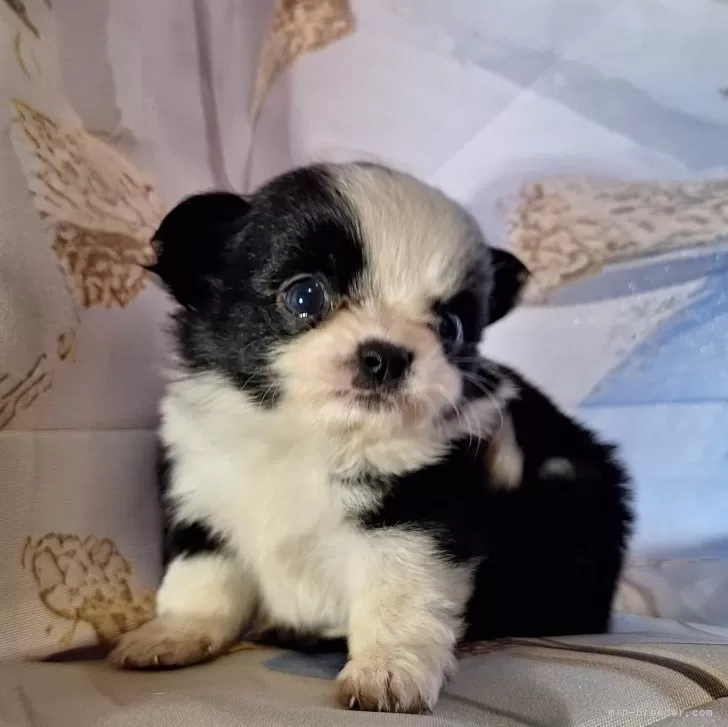 ID：2411-02379の子犬