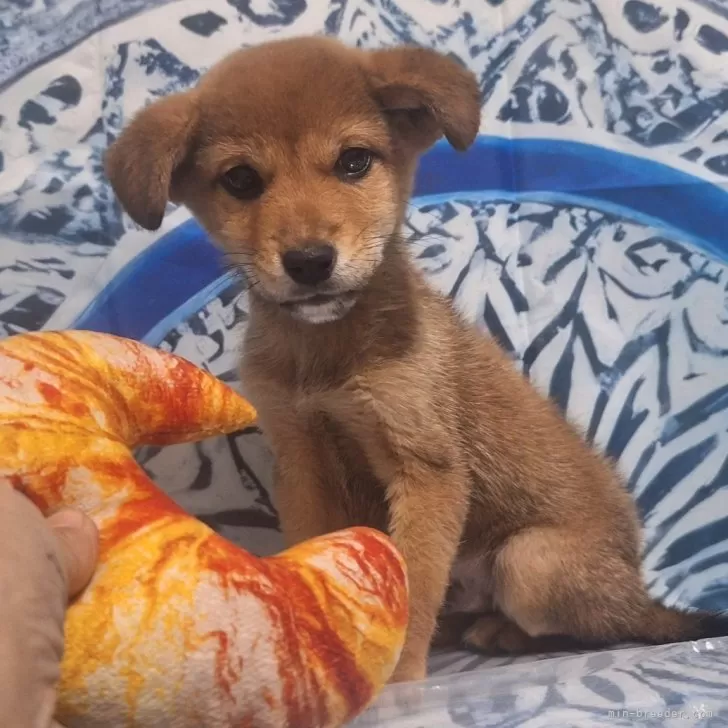 ミックス(ビーグル×柴犬)【鹿児島県・女の子・2025年9月15日・レッド】の写真1