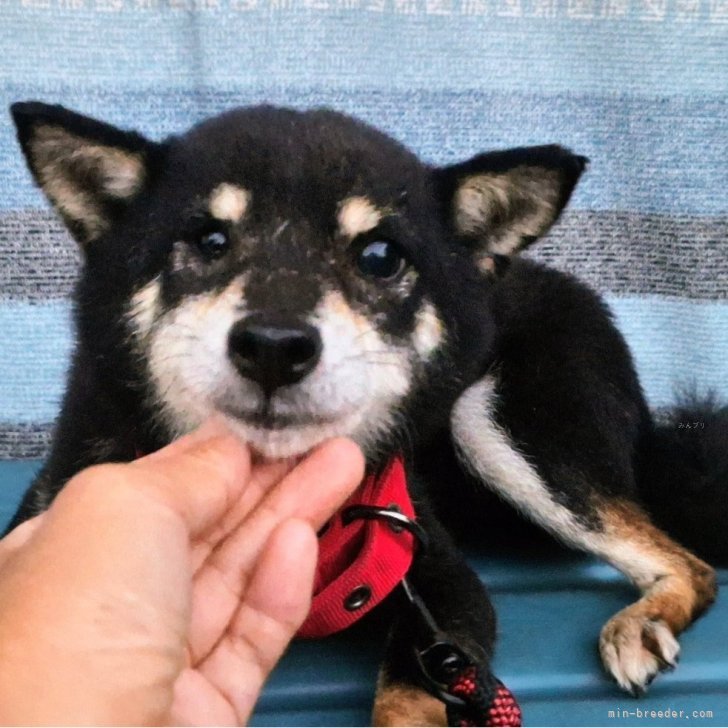 ブリーダー画像