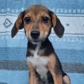 ミックス(柴犬×ビーグル)【鹿児島県・男の子・2025年5月16日・ブラック&タン】の写真1