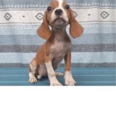 ミックス(キャバリア×ビーグル)