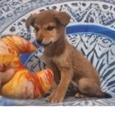 ミックス(ビーグル×柴犬)【鹿児島県・女の子・2025年9月15日・レッド】の写真3