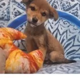 ミックス(ビーグル×柴犬)【鹿児島県・女の子・2025年9月15日・レッド】の写真4