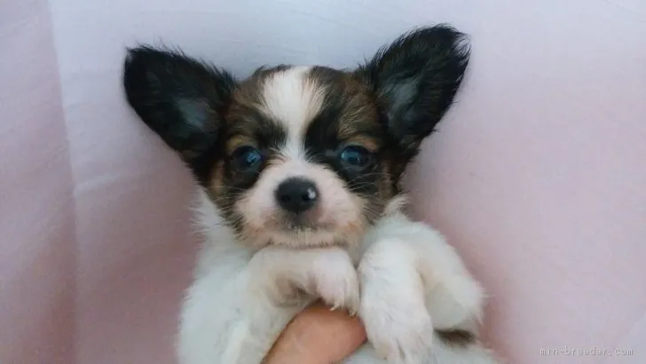 ID：1805-01823の子犬