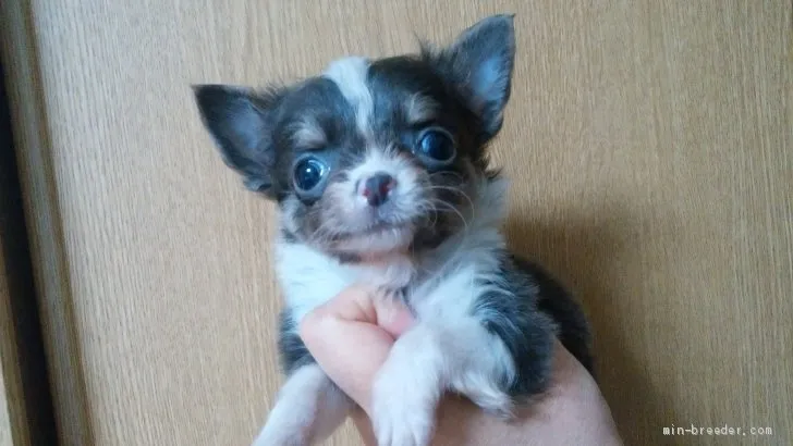 ID:1906-01921の子犬