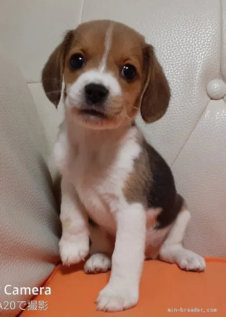ID：2105-01941の子犬