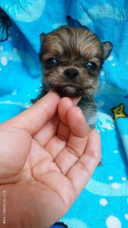ID：1806-00545の子犬