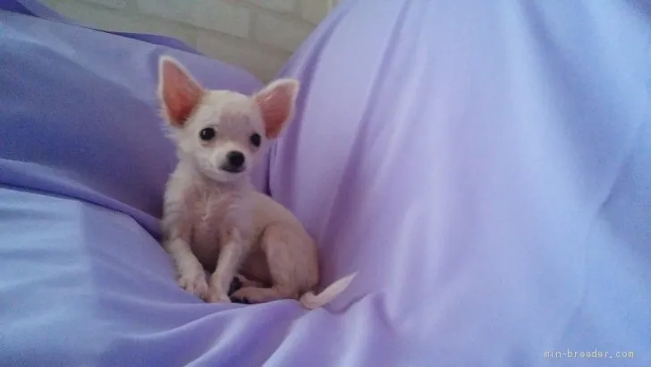 ID：1910-02475の子犬