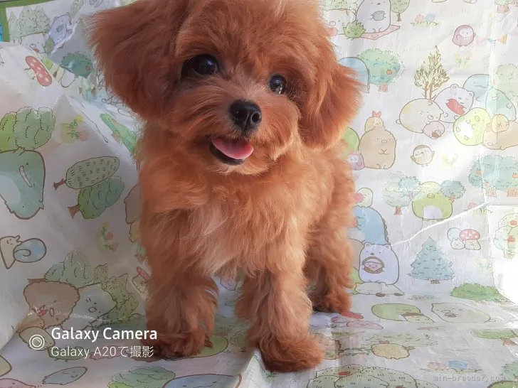 ID：2107-01037の子犬