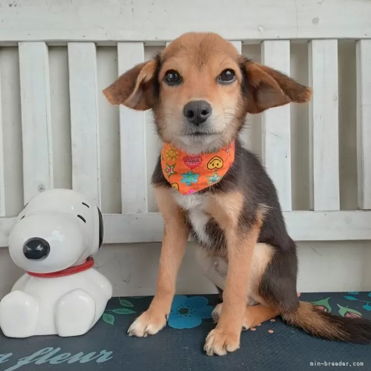 ID:2401-04404の子犬