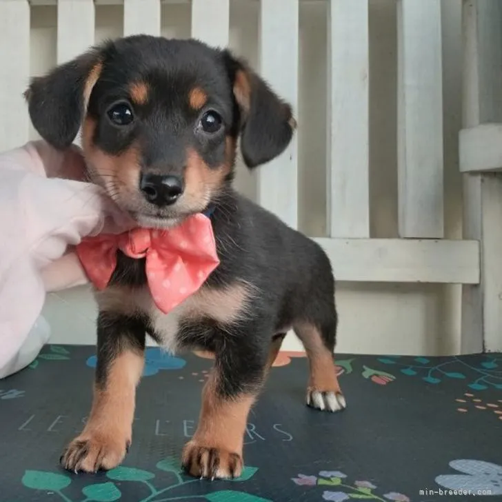 ID：2210-04040の子犬