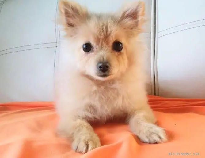 ID：2109-04182の子犬