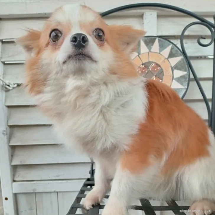 N.S 様のお迎えした子犬
