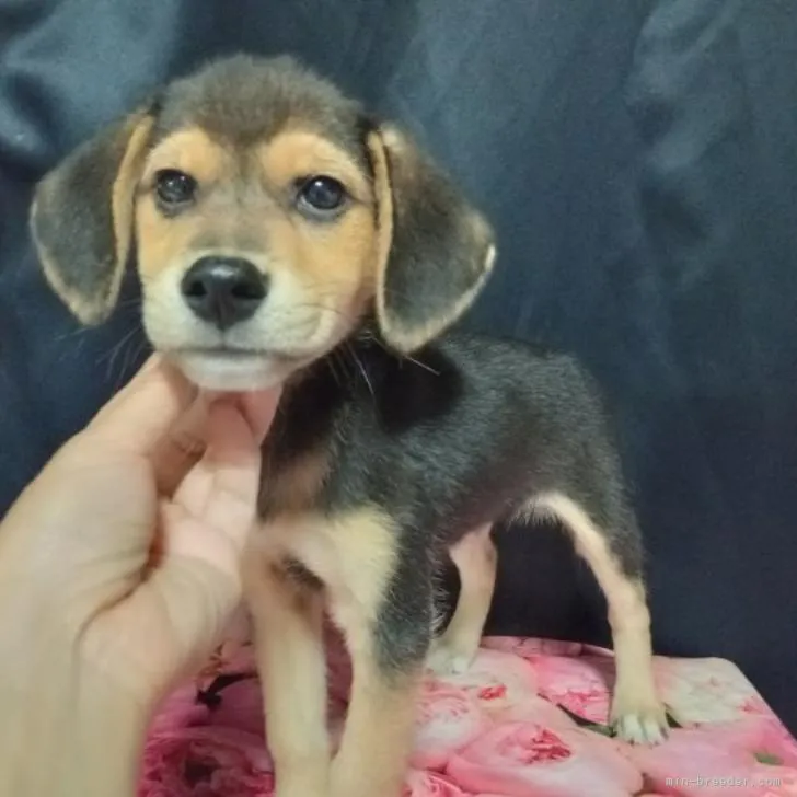 ID:2210-04885の子犬
