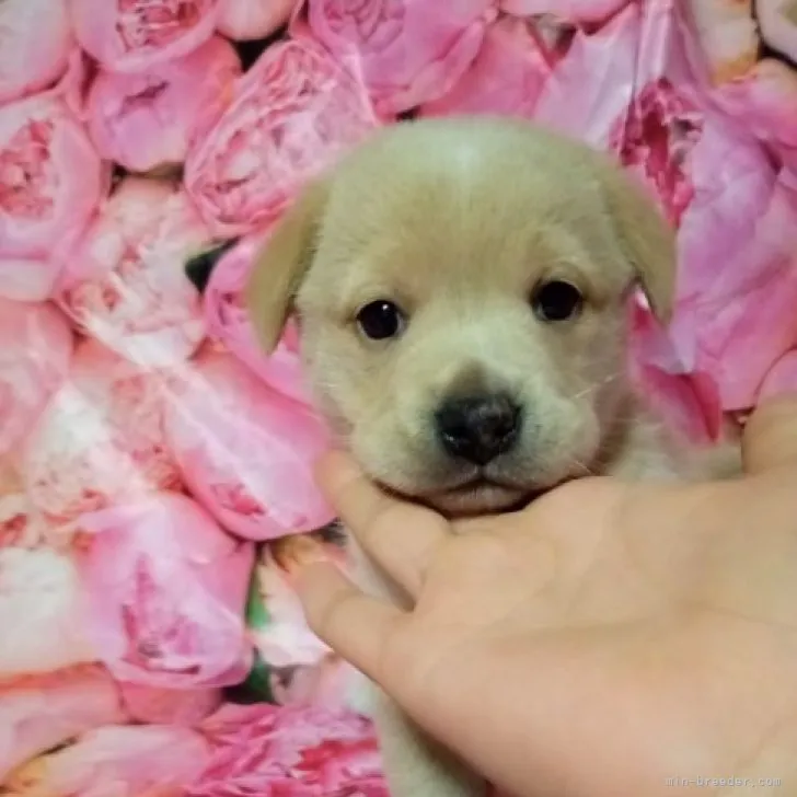 ID：2301-03751の子犬
