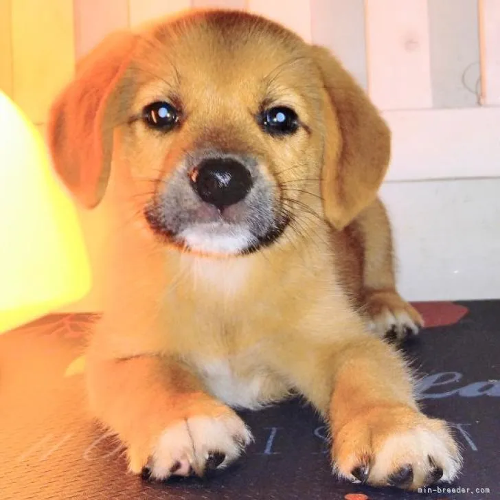 ID：2210-00646の子犬