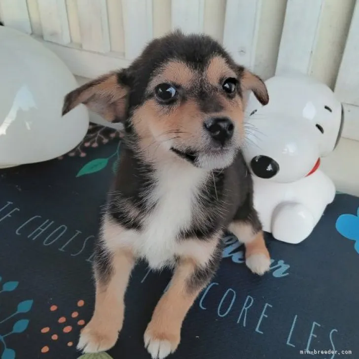 ID:2304-05300の子犬