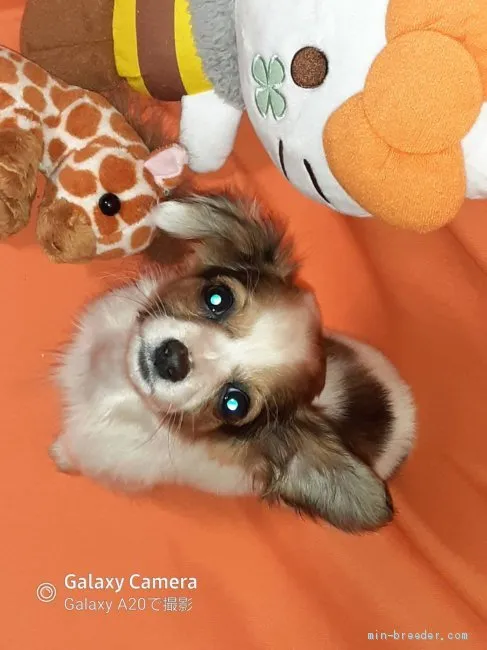 ID：2102-01006の子犬