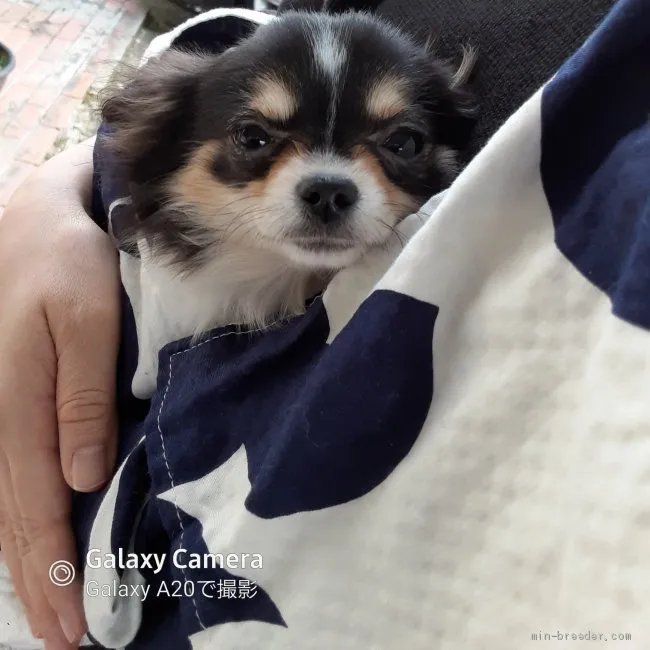 ID：2012-01367の子犬