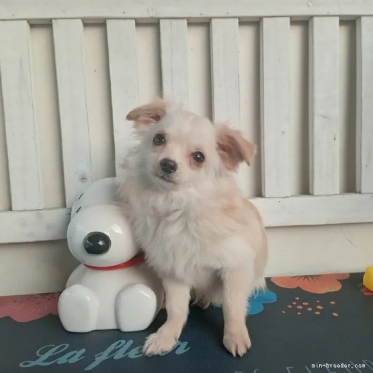 ID：2303-01487の子犬