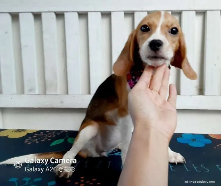 ID：2109-02303の子犬