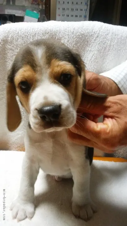 ID：1906-01588の子犬