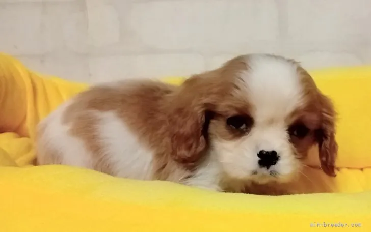 ID:2203-00861の子犬