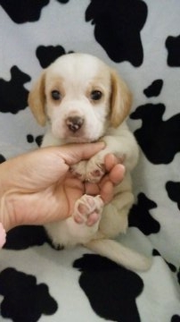 ビーグル【鹿児島県・男の子・2019年3月1日・ホワイト&レモン】の写真「ムチムチ、コロコロ元気な子です★」