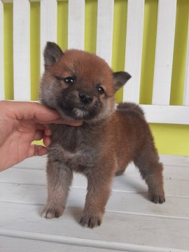 柴犬(豆柴)【鹿児島県・男の子・2020年3月20日・赤】の写真「ちっちゃいイケメンくん♪」
