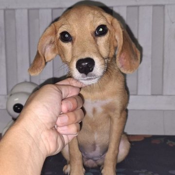 ミックス(ビーグル×柴犬)【鹿児島県・女の子・2024年3月3日・レッド】の写真「賢く穏やかなこの子です♪」