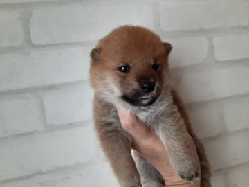 柴犬(豆柴)【鹿児島県・女の子・2020年2月28日・赤】の写真「穏やかな可愛いい子です★」