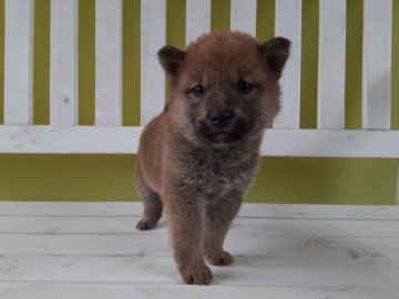 柴犬(豆柴)【鹿児島県・男の子・2020年4月10日・赤】の写真「甘えんぼうなお坊ちゃん♪」