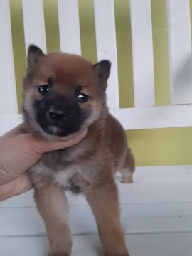 柴犬(豆柴)【鹿児島県・女の子・2020年2月28日・赤】の写真「欠点のない可愛いい子です★」