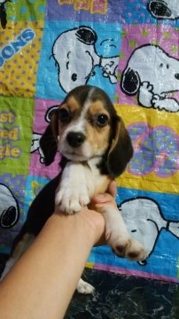 ビーグル【鹿児島県・男の子・2018年6月17日・ハウンドカラー】の写真「良血統の子です。」