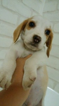 ビーグル【鹿児島県・男の子・2019年3月1日・レモン】の写真「元気で欠点のない男の子です★」