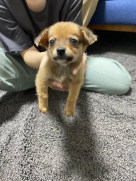 ダックスフント×チワワ【鹿児島県・男の子・2020年4月15日・レッド】の写真「ちっちゃいです★」