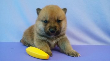 柴犬(豆柴)【鹿児島県・男の子・2019年10月15日・赤】の写真「両親豆柴認定犬です★」