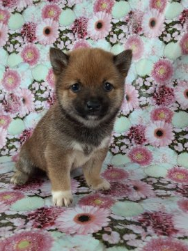 柴犬(豆柴)【鹿児島県・男の子・2020年5月1日・赤】の写真「両親豆柴認定犬から生まれたイケメンくん★」