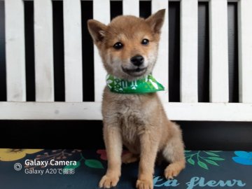 柴犬(豆柴)【鹿児島県・男の子・2020年12月12日・赤】の写真「ちっちゃい子です！」